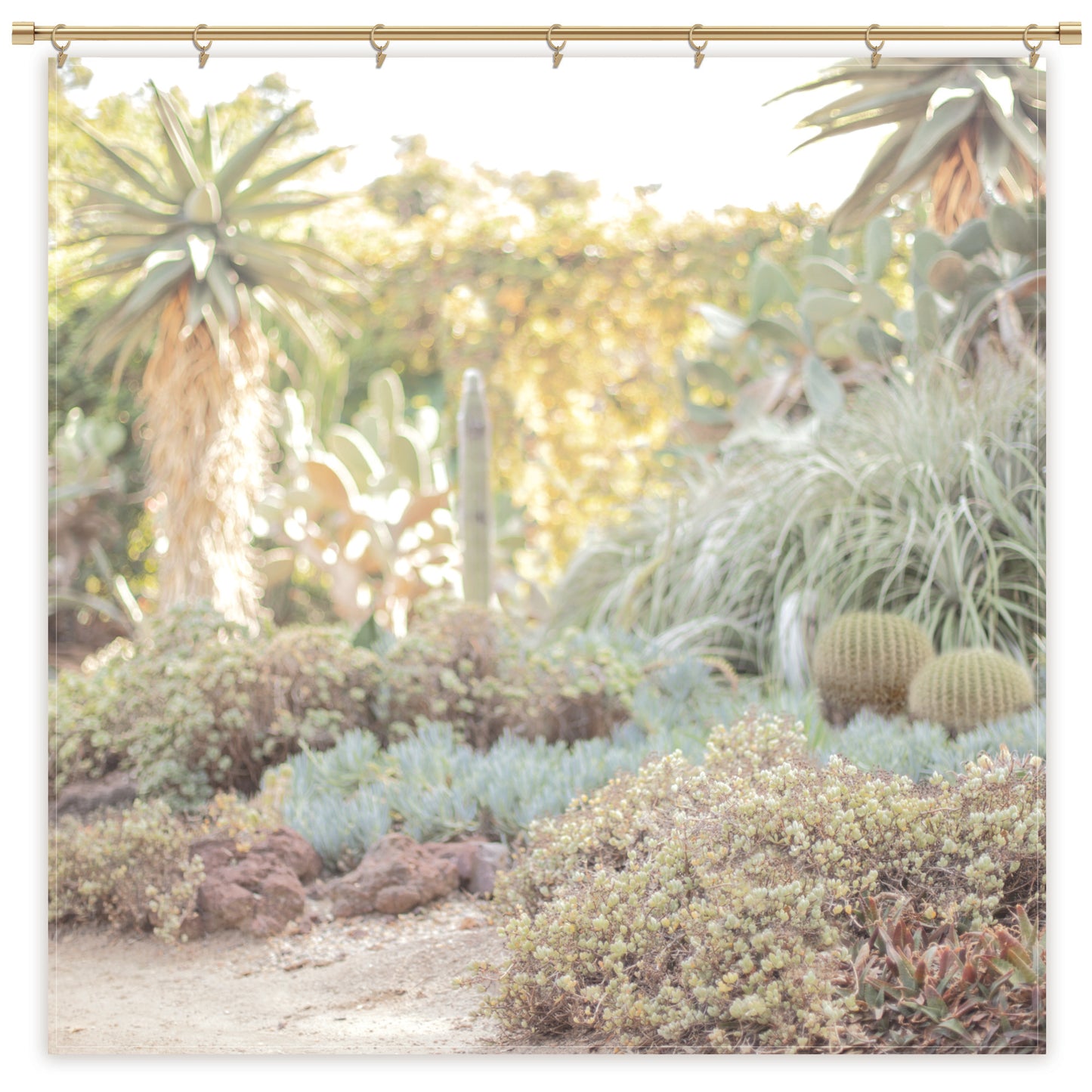 Cactus Succulent Desert Photography Backdrop