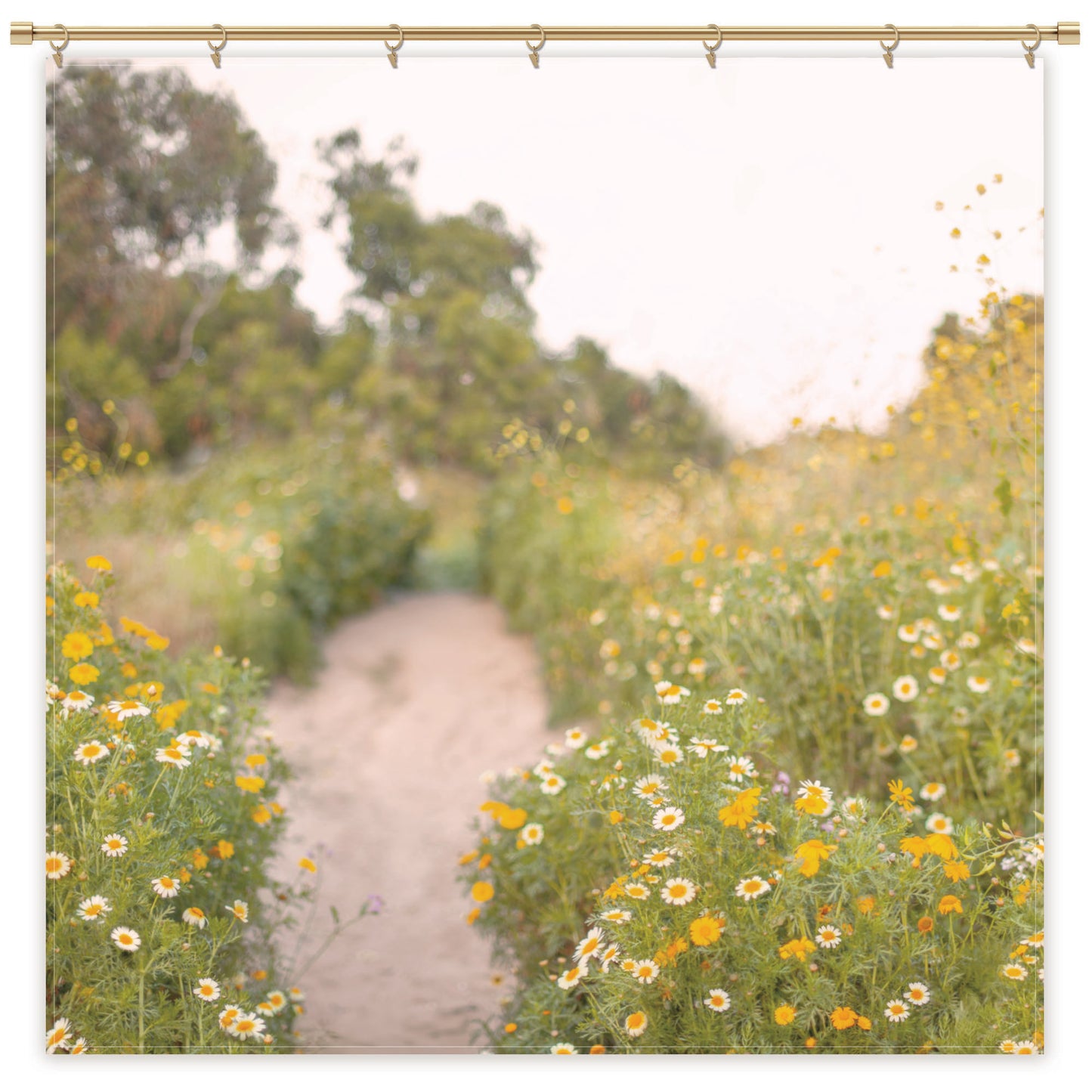 Daisy Field photography Backdrop